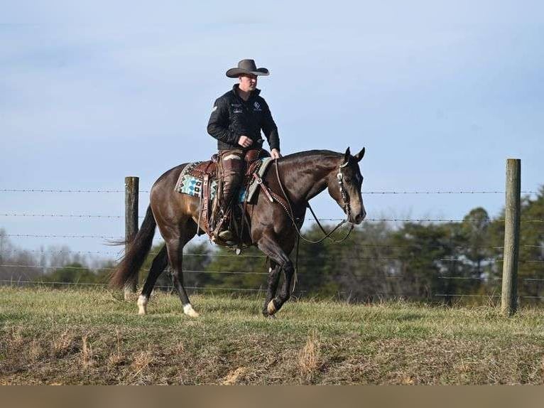 American Quarter Horse Castrone 7 Anni 152 cm in Jackson, OH