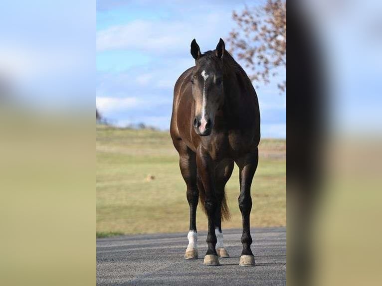 American Quarter Horse Castrone 7 Anni 152 cm in Jackson, OH