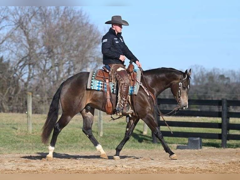 American Quarter Horse Castrone 7 Anni 152 cm in Jackson, OH