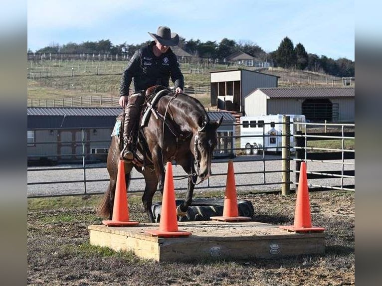 American Quarter Horse Castrone 7 Anni 152 cm in Jackson, OH