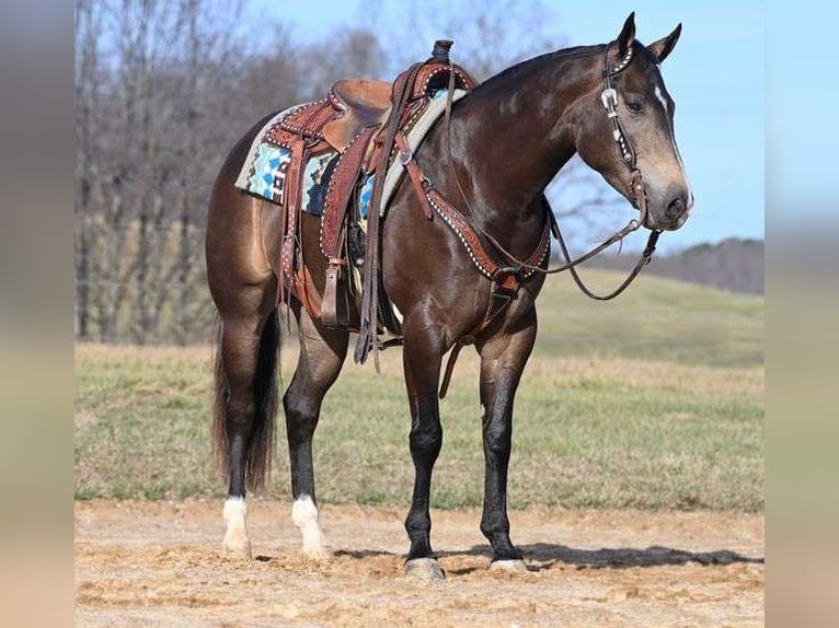 American Quarter Horse Castrone 7 Anni 152 cm in Jackson, OH