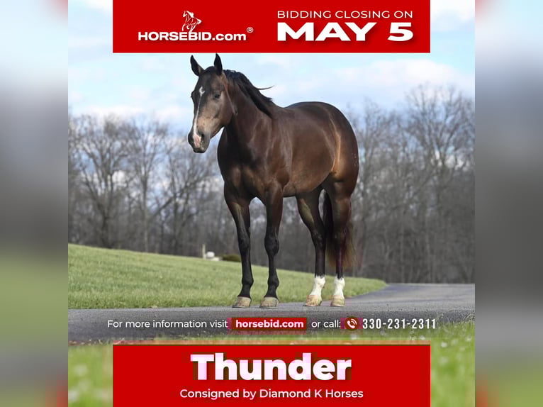 American Quarter Horse Castrone 7 Anni 152 cm in Jackson, OH
