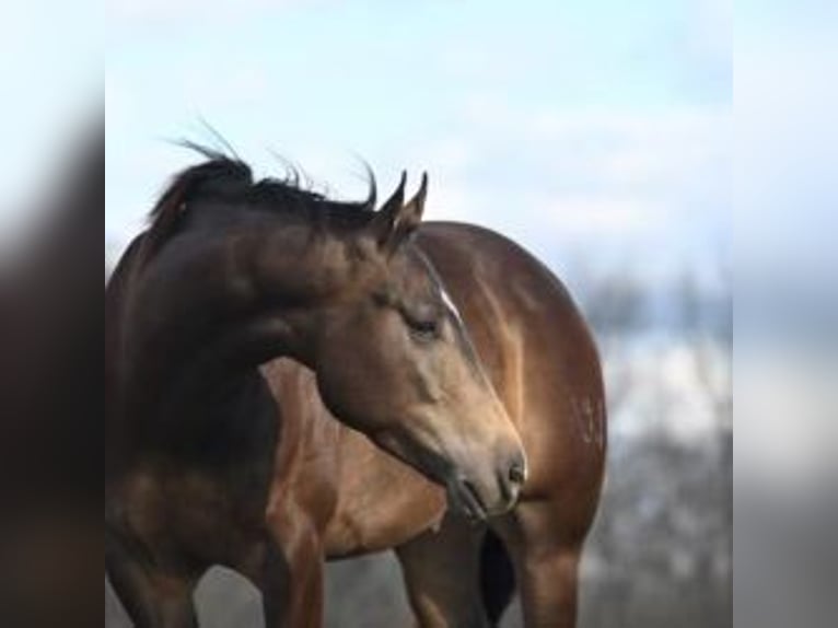 American Quarter Horse Castrone 7 Anni 152 cm in Jackson, OH