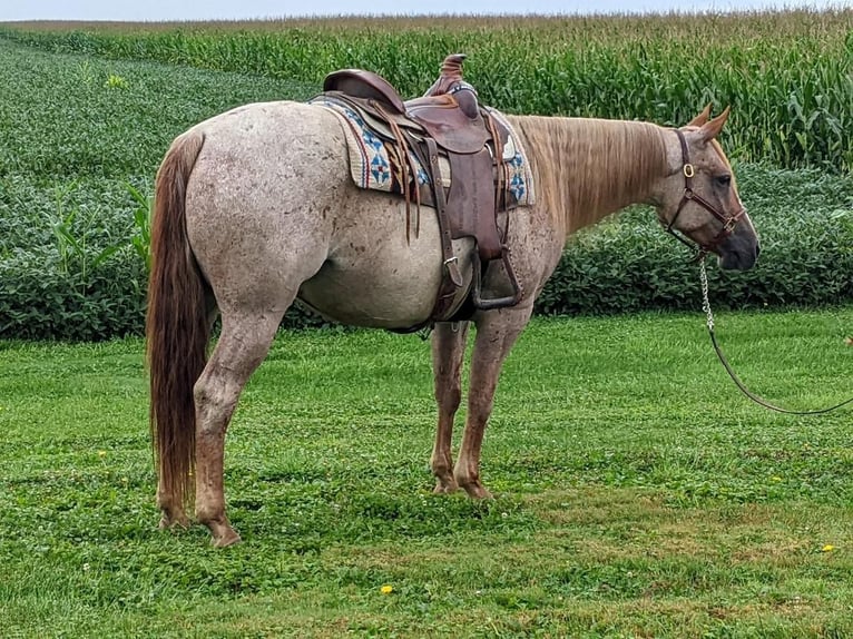 American Quarter Horse Castrone 7 Anni 152 cm in Dalton, OH