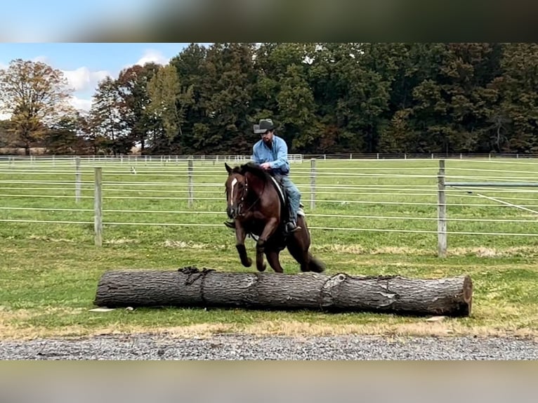 American Quarter Horse Castrone 7 Anni 152 cm in Sharpsville, PA