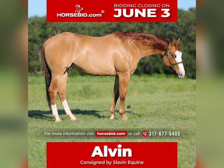 American Quarter Horse Castrone 7 Anni 152 cm Red dun in Whitesboro