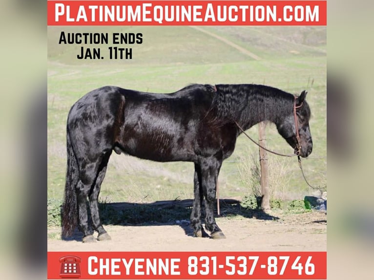 American Quarter Horse Castrone 7 Anni 152 cm Roano blu in Bitterwater CA