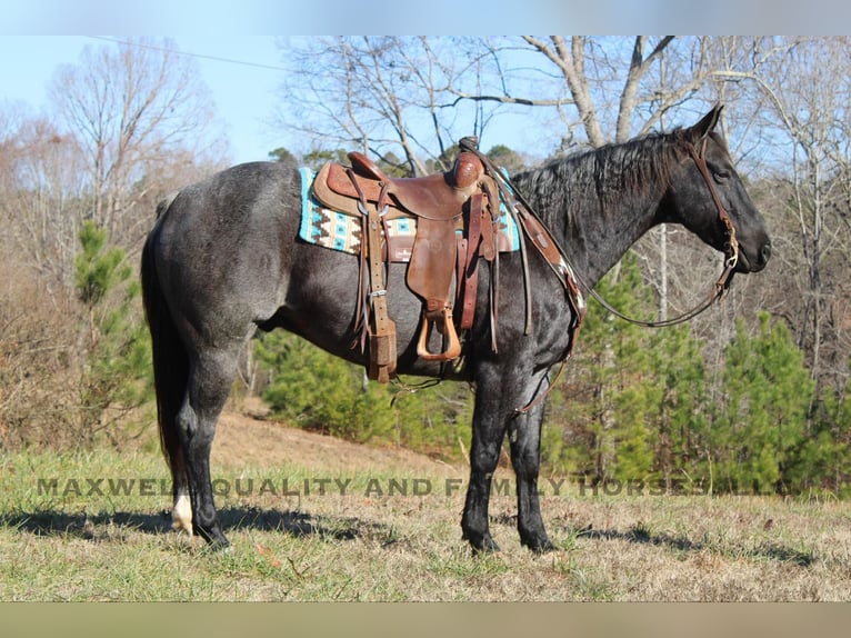 American Quarter Horse Castrone 7 Anni 152 cm Roano blu in Cherryville NC