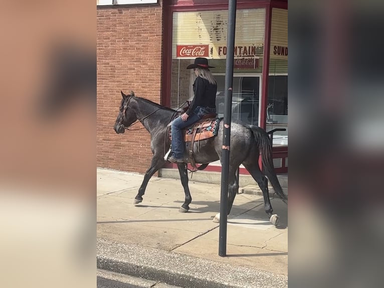 American Quarter Horse Castrone 7 Anni 152 cm Roano blu in Henderson
