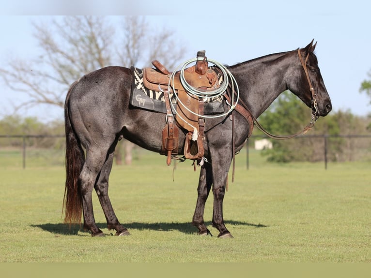 American Quarter Horse Castrone 7 Anni 152 cm Roano blu in Pilot Point, TX