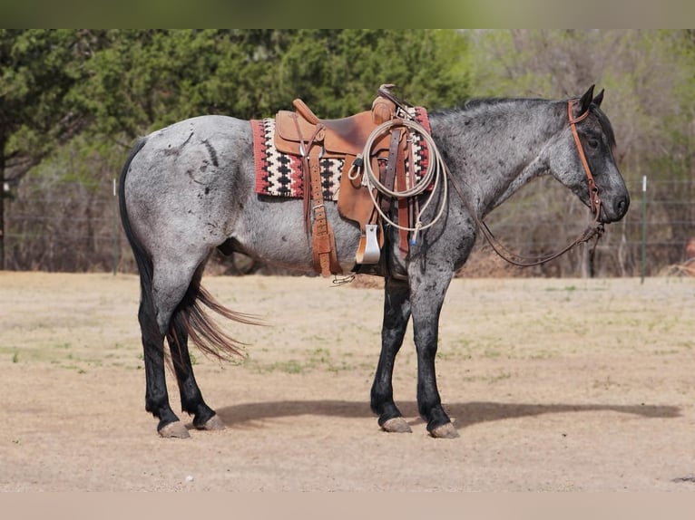 American Quarter Horse Castrone 7 Anni 152 cm Roano blu in Canadian, TX