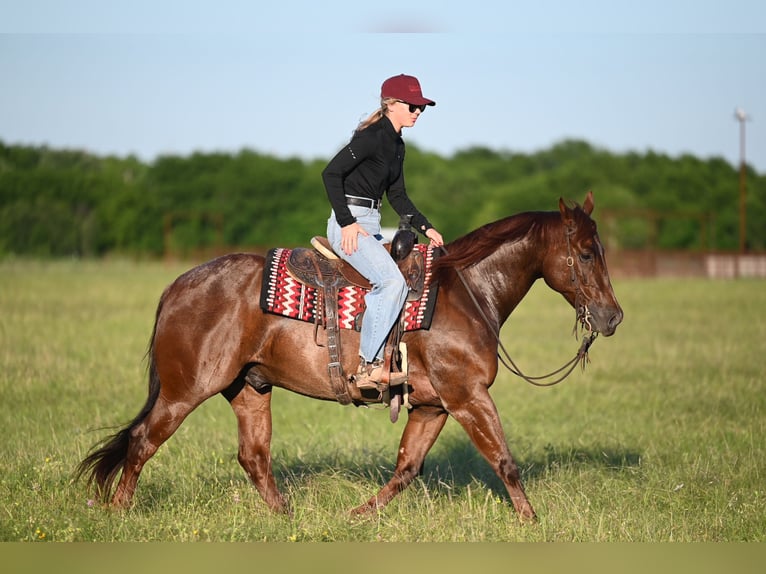 American Quarter Horse Castrone 7 Anni 152 cm Roano rosso in Waco