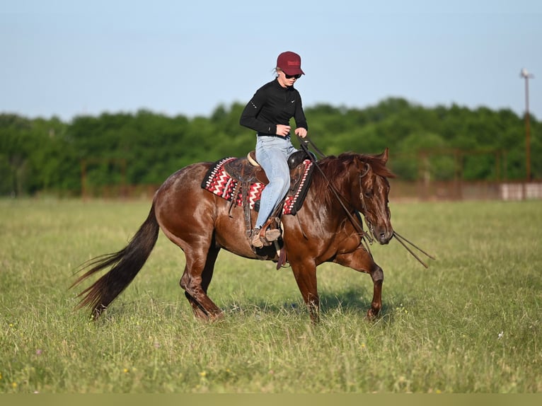American Quarter Horse Castrone 7 Anni 152 cm Roano rosso in Waco