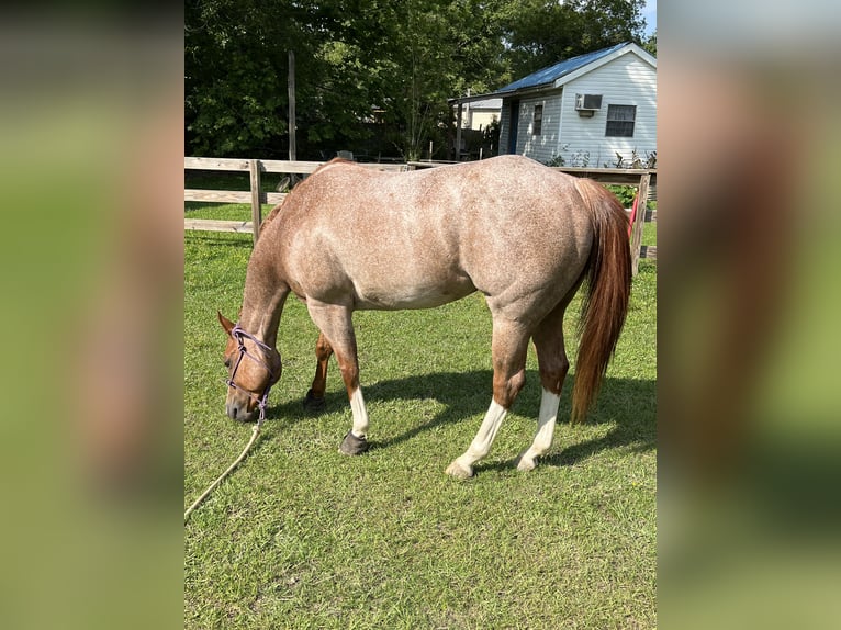 American Quarter Horse Castrone 7 Anni 152 cm Roano rosso in Baton Rouge LA