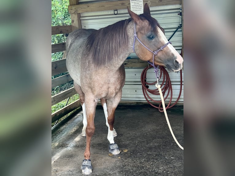 American Quarter Horse Castrone 7 Anni 152 cm Roano rosso in Baton Rouge LA