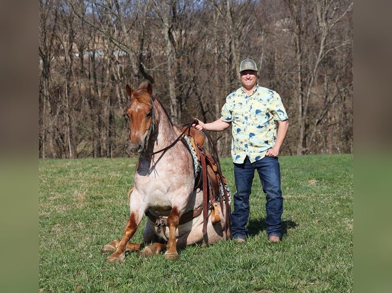 American Quarter Horse Castrone 7 Anni 152 cm Roano rosso in Level Green KY