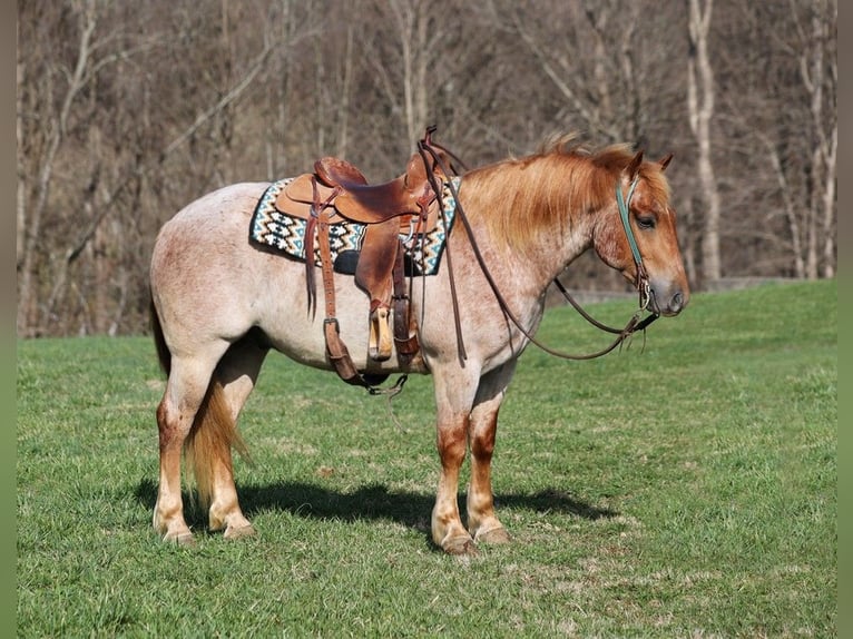 American Quarter Horse Castrone 7 Anni 152 cm Roano rosso in Level Green KY