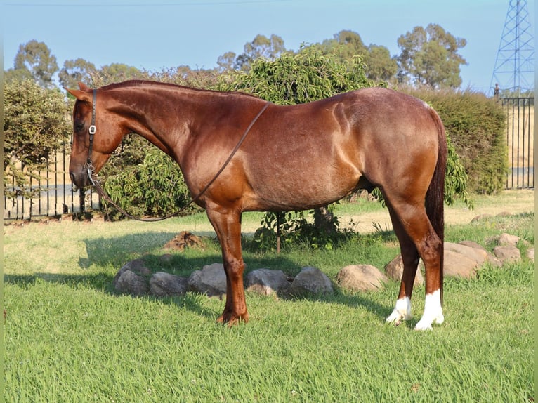 American Quarter Horse Castrone 7 Anni 152 cm Roano rosso in Pleasant Grove CA