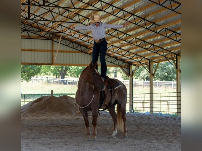 American Quarter Horse Castrone 7 Anni 152 cm Roano rosso in Madisonville, KY