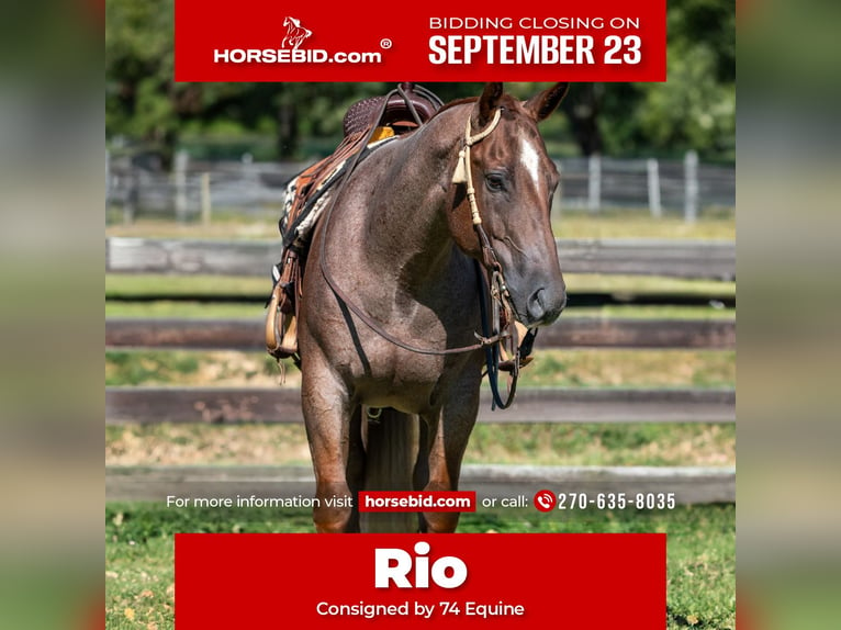 American Quarter Horse Castrone 7 Anni 152 cm Roano rosso in Madisonville, KY