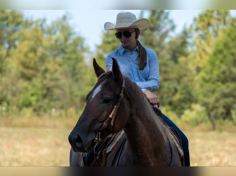 American Quarter Horse Castrone 7 Anni 152 cm Roano rosso in Madisonville, KY