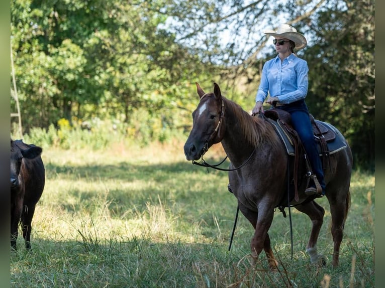 American Quarter Horse Castrone 7 Anni 152 cm Roano rosso in Madisonville, KY