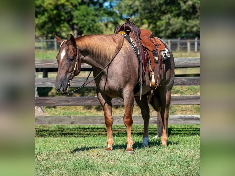 American Quarter Horse Castrone 7 Anni 152 cm Roano rosso in Madisonville, KY