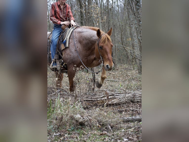 American Quarter Horse Castrone 7 Anni 152 cm Roano rosso in Sulphur Springs