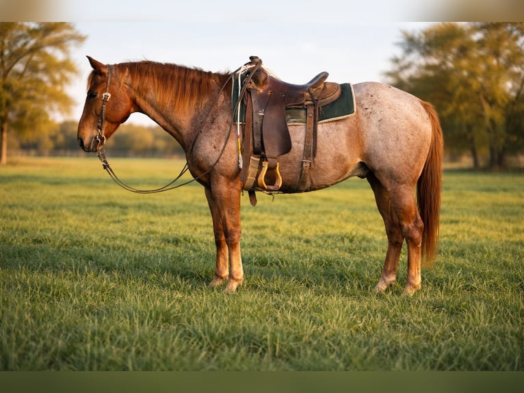 American Quarter Horse Castrone 7 Anni 152 cm Roano rosso in Sulphur Springs