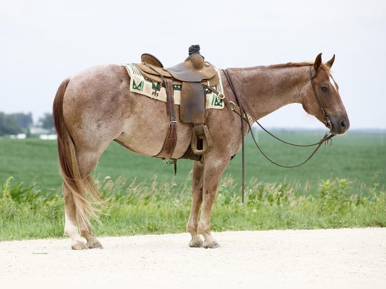 American Quarter Horse Castrone 7 Anni 152 cm Roano rosso in Bernard, IA
