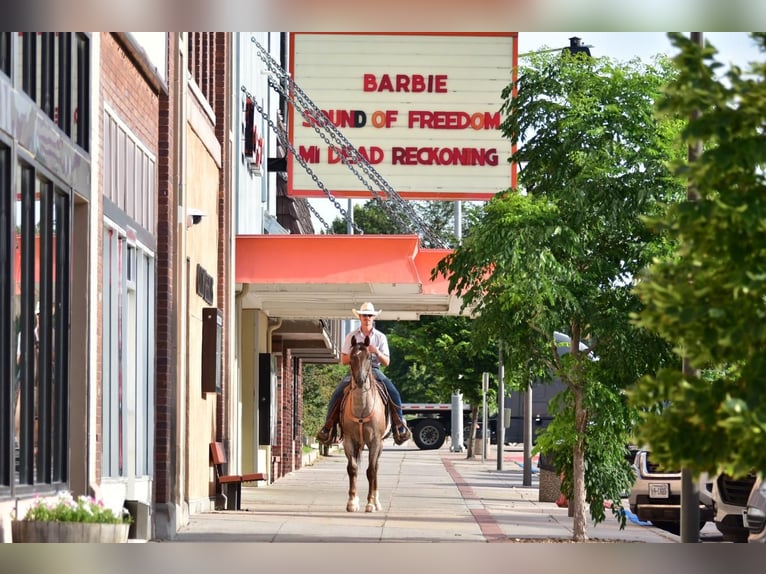American Quarter Horse Castrone 7 Anni 152 cm Roano rosso in Chadron, NE