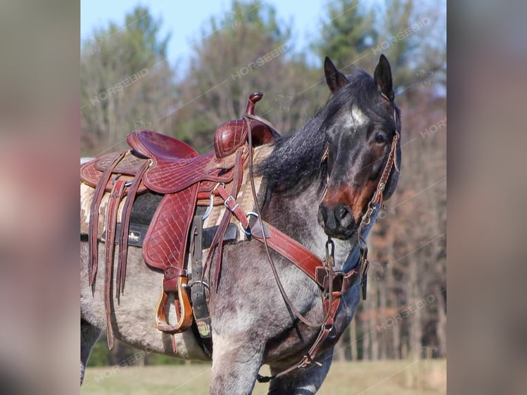 American Quarter Horse Castrone 7 Anni 152 cm Roano rosso in Clarion