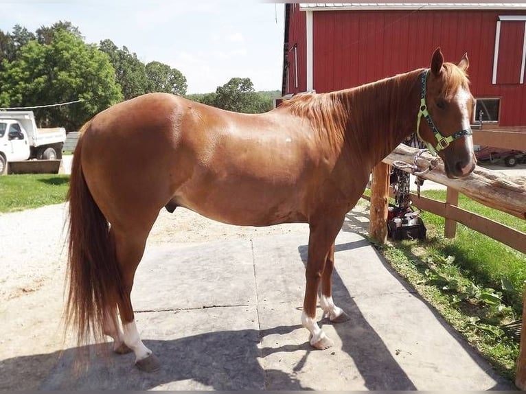 American Quarter Horse Castrone 7 Anni 152 cm Sauro in Bordeaux