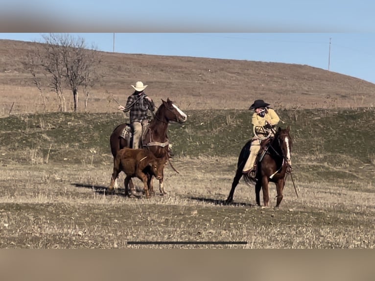 American Quarter Horse Castrone 7 Anni 152 cm Sauro ciliegia in Okemah, OK