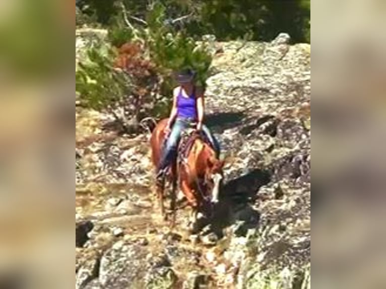 American Quarter Horse Castrone 7 Anni 152 cm Sauro ciliegia in Banner, WY