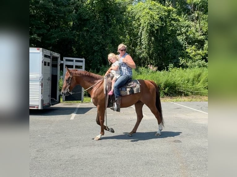 American Quarter Horse Castrone 7 Anni 152 cm Sauro ciliegia in Granby, CT