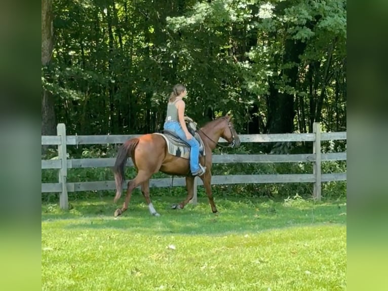 American Quarter Horse Castrone 7 Anni 152 cm Sauro ciliegia in Granby, CT