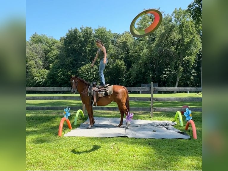 American Quarter Horse Castrone 7 Anni 152 cm Sauro ciliegia in Granby, CT