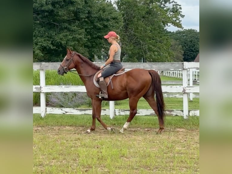 American Quarter Horse Castrone 7 Anni 152 cm Sauro ciliegia in Granby, CT