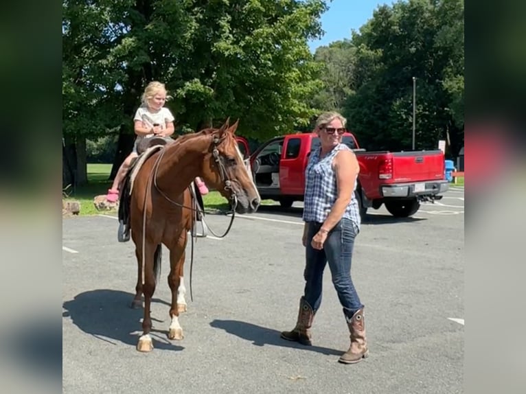 American Quarter Horse Castrone 7 Anni 152 cm Sauro ciliegia in Granby, CT