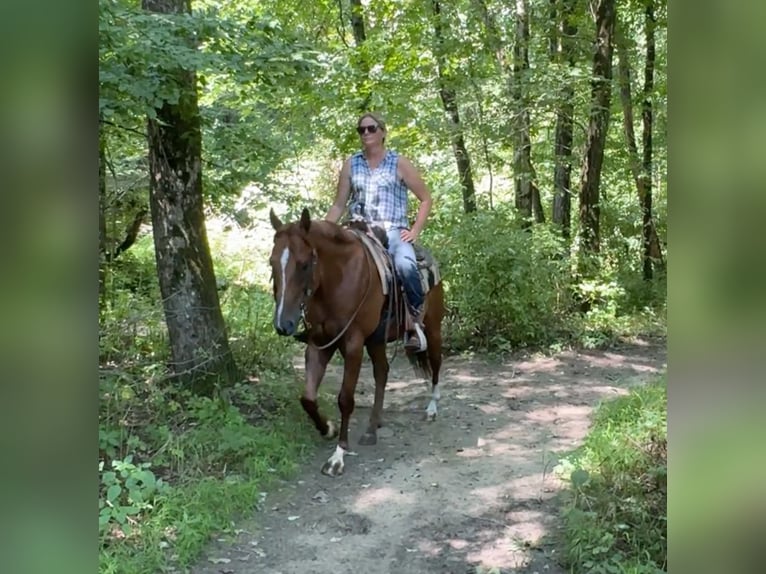 American Quarter Horse Castrone 7 Anni 152 cm Sauro ciliegia in Granby, CT