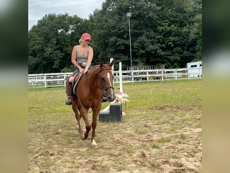 American Quarter Horse Castrone 7 Anni 152 cm Sauro ciliegia in Granby, CT