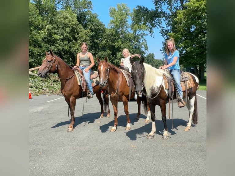 American Quarter Horse Castrone 7 Anni 152 cm Sauro ciliegia in Granby, CT