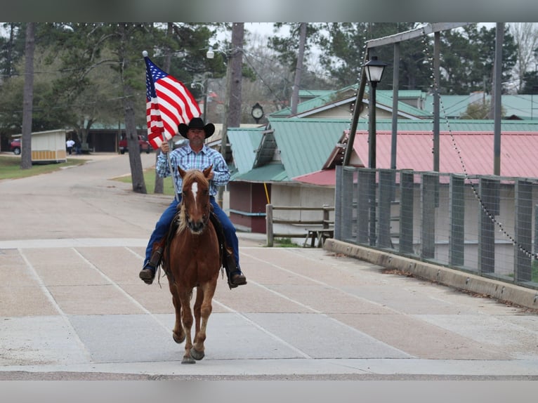 American Quarter Horse Castrone 7 Anni 152 cm Sauro ciliegia in Kentwood, LA