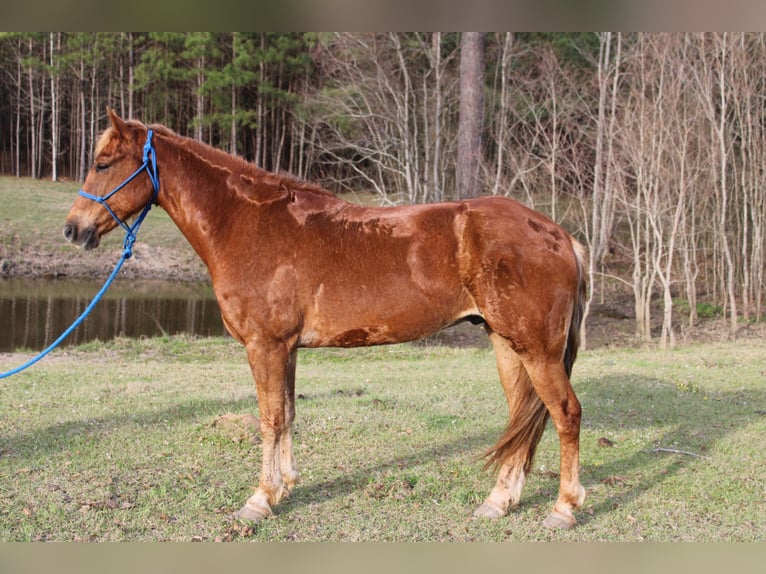 American Quarter Horse Castrone 7 Anni 152 cm Sauro ciliegia in Kentwood, LA