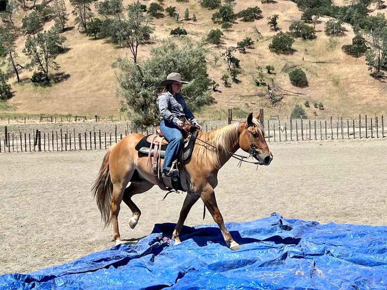 American Quarter Horse Castrone 7 Anni 152 cm Sauro ciliegia in Paicines CA