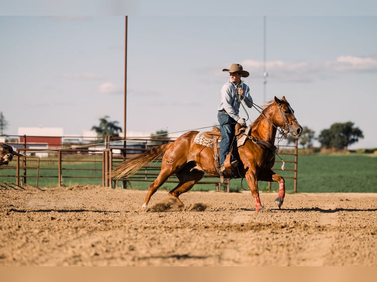 American Quarter Horse Castrone 7 Anni 152 cm Sauro ciliegia in Decorah