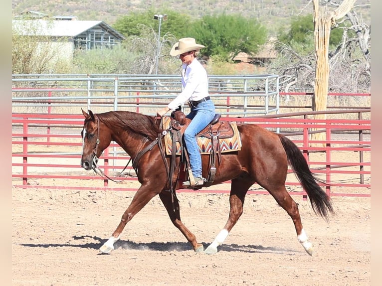 American Quarter Horse Castrone 7 Anni 152 cm Sauro ciliegia in Cave Creek, AZ