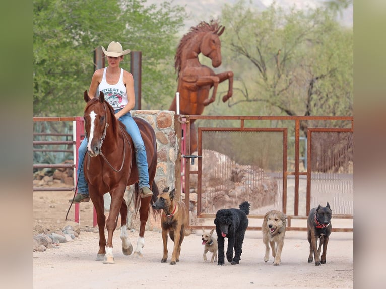 American Quarter Horse Castrone 7 Anni 152 cm Sauro ciliegia in Cave Creek, AZ