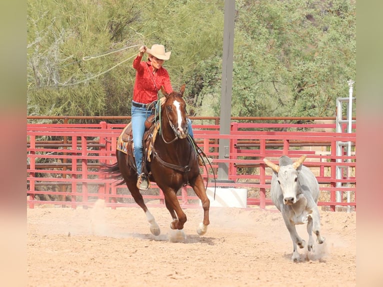 American Quarter Horse Castrone 7 Anni 152 cm Sauro ciliegia in Cave Creek, AZ